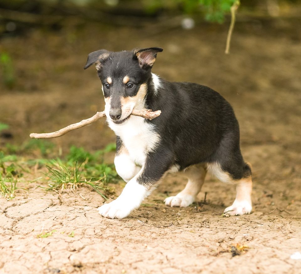 fearless smooth collie pup