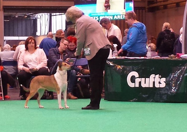 smooth collie at crufts