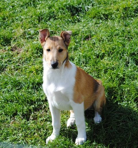 smooth collie pup