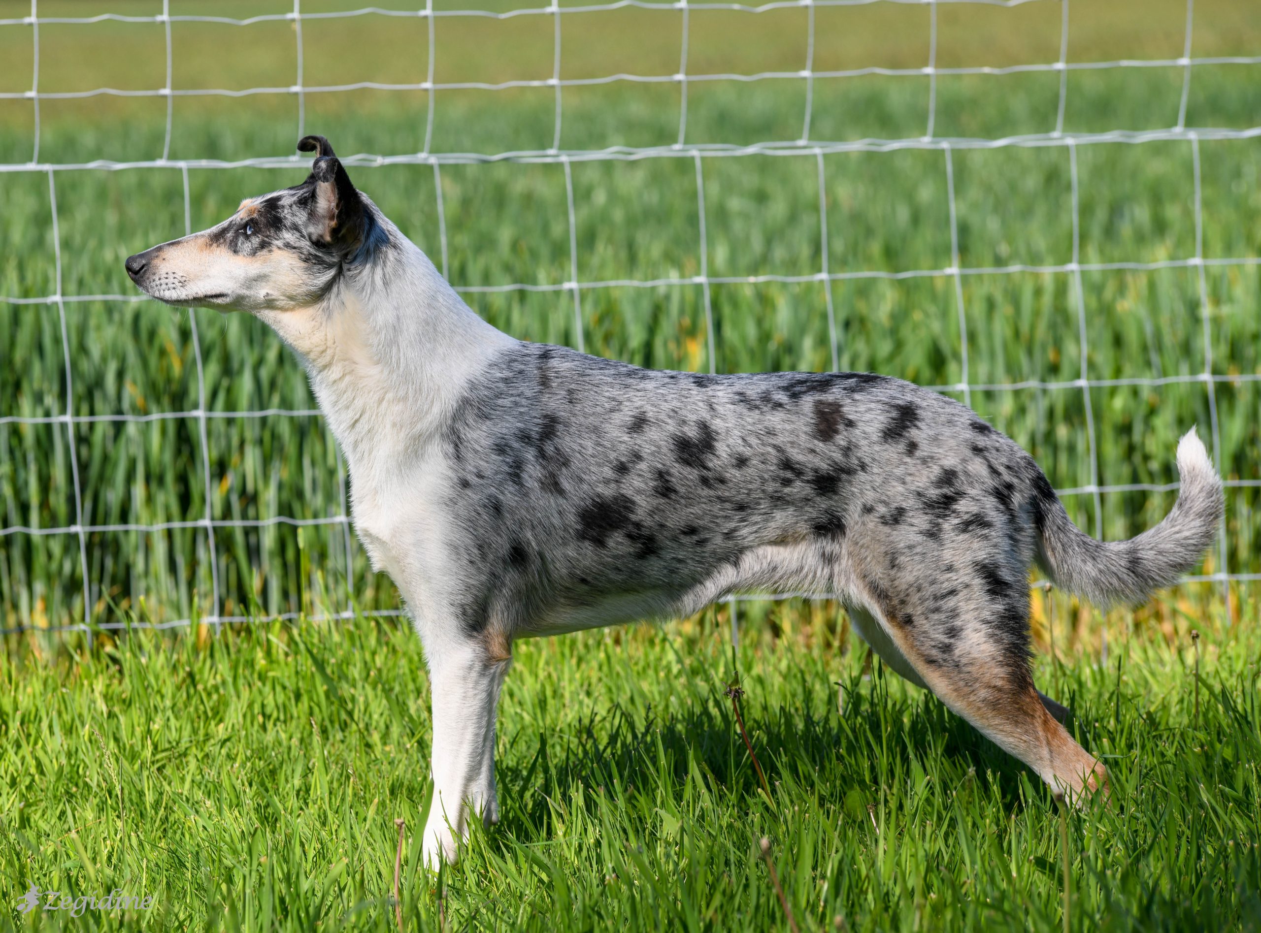 smooth collie Breckamore-Bryony-Frost