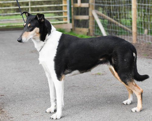 smooth collie