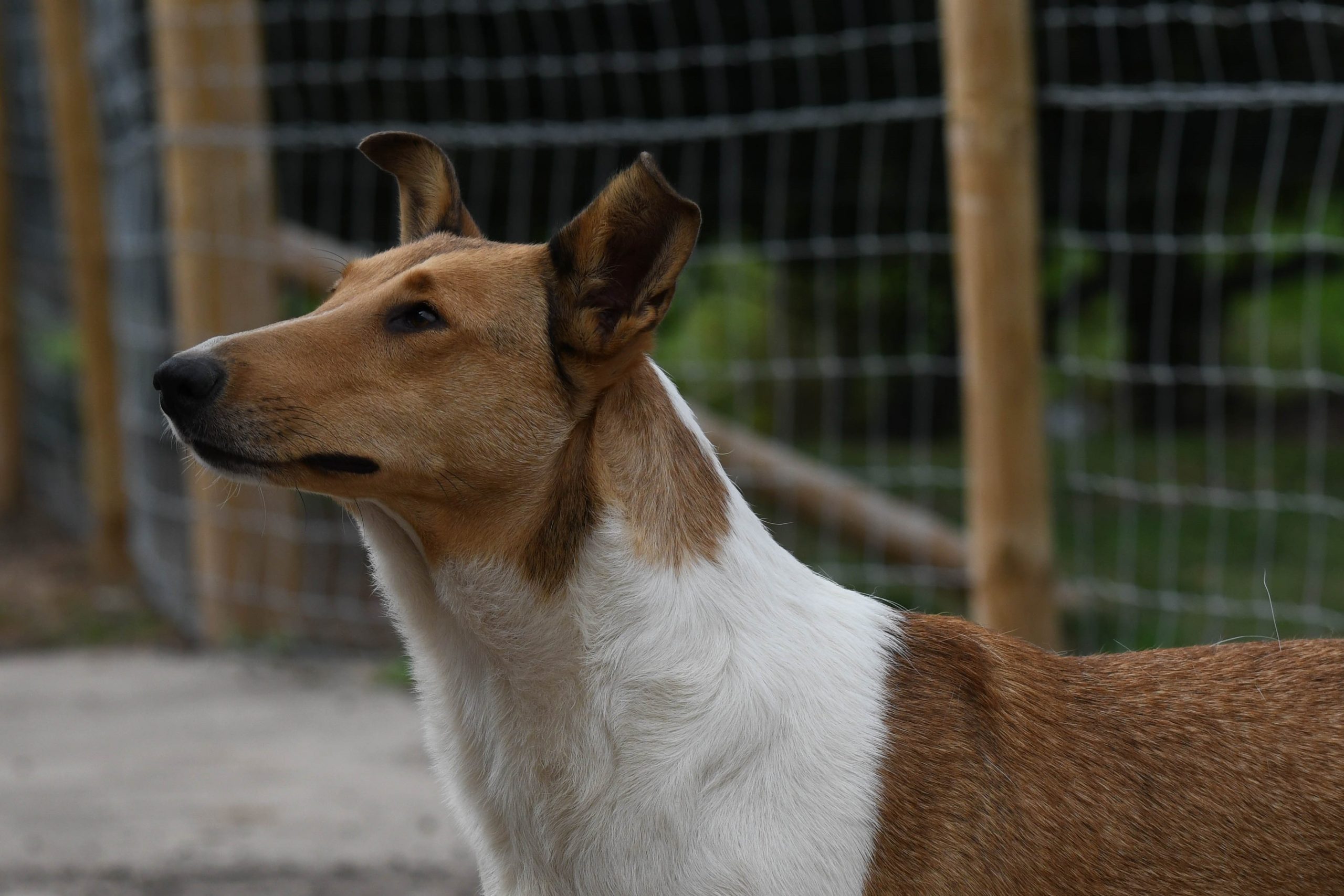 smooth collie jeannie