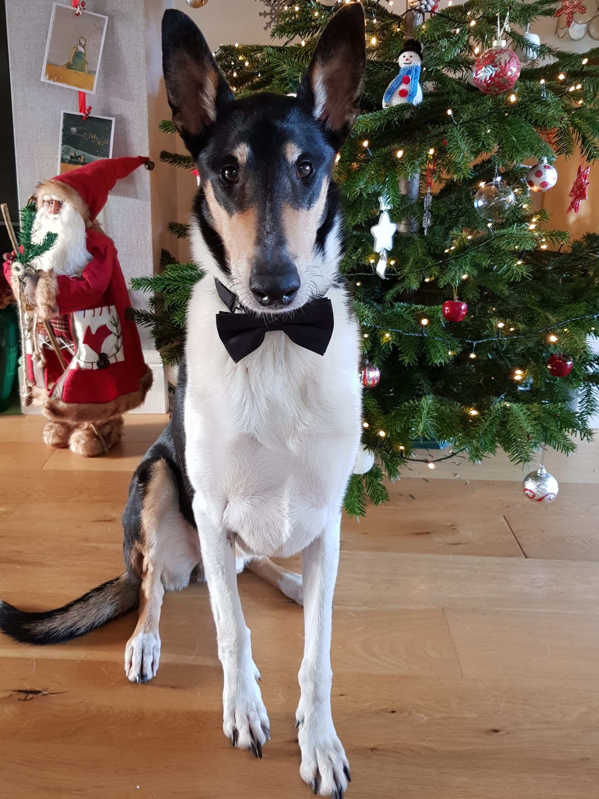 smooth collie dude