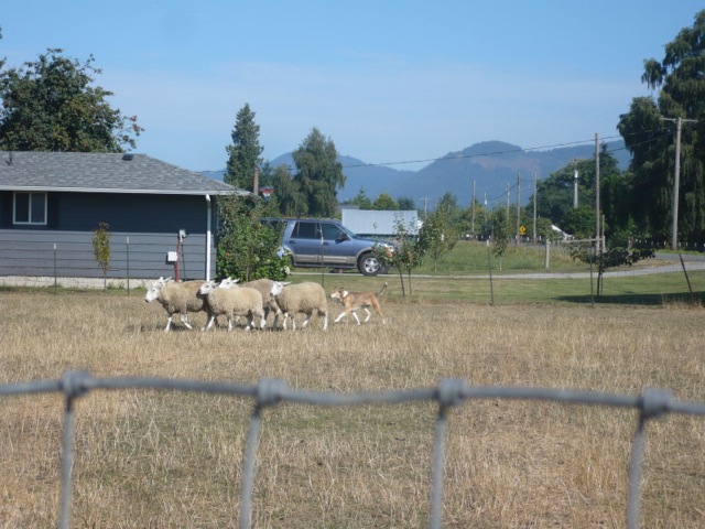 smooth collie herding