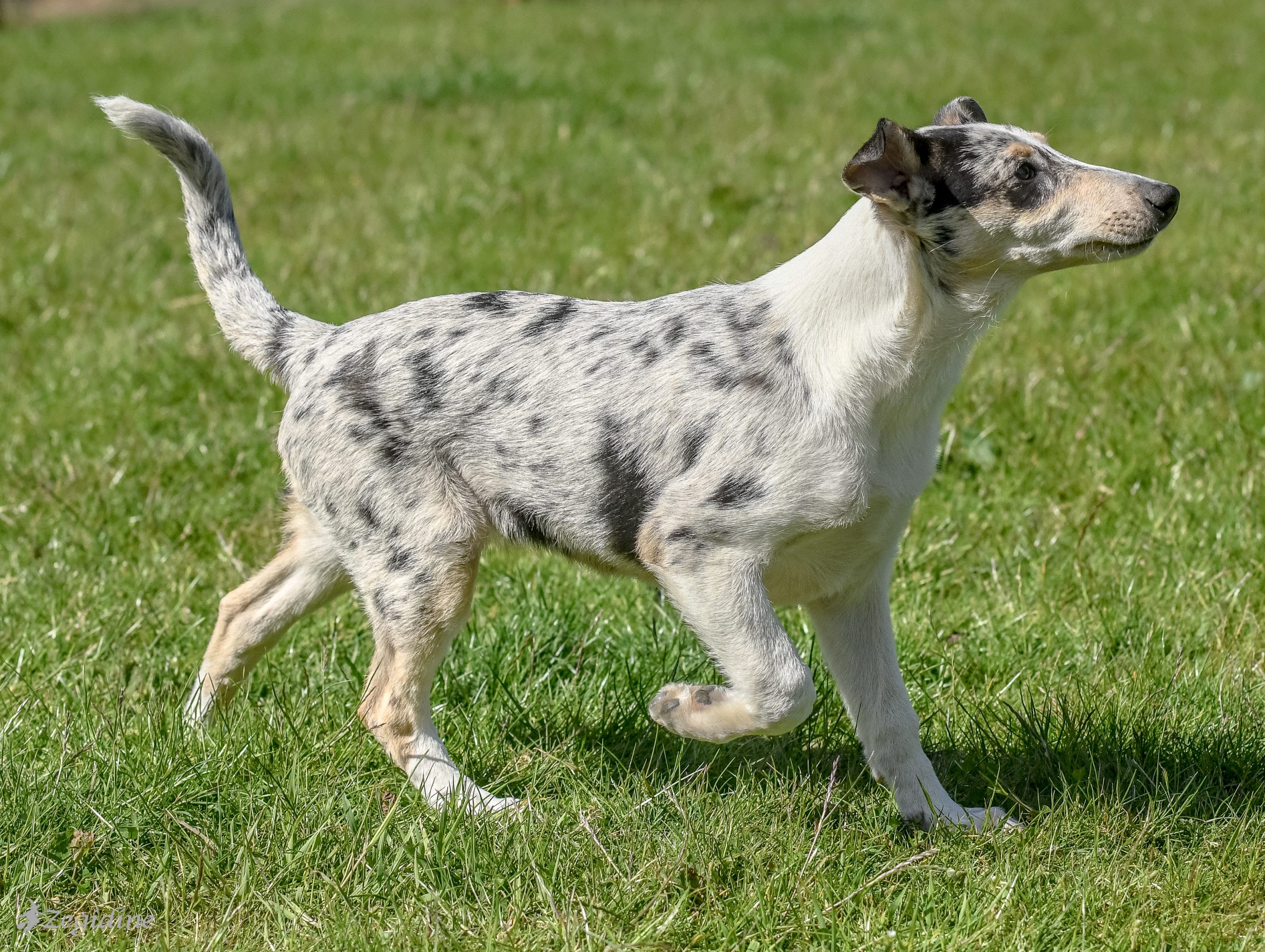 smooth collie pup