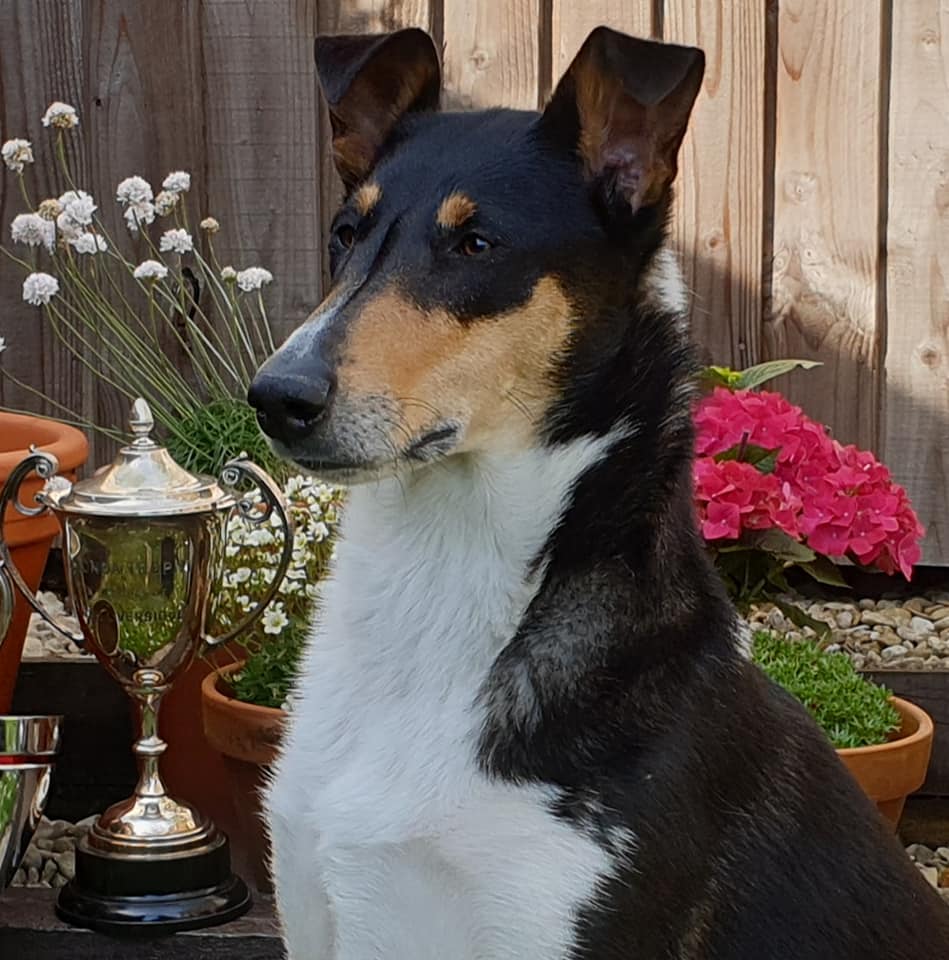 smooth collie hero