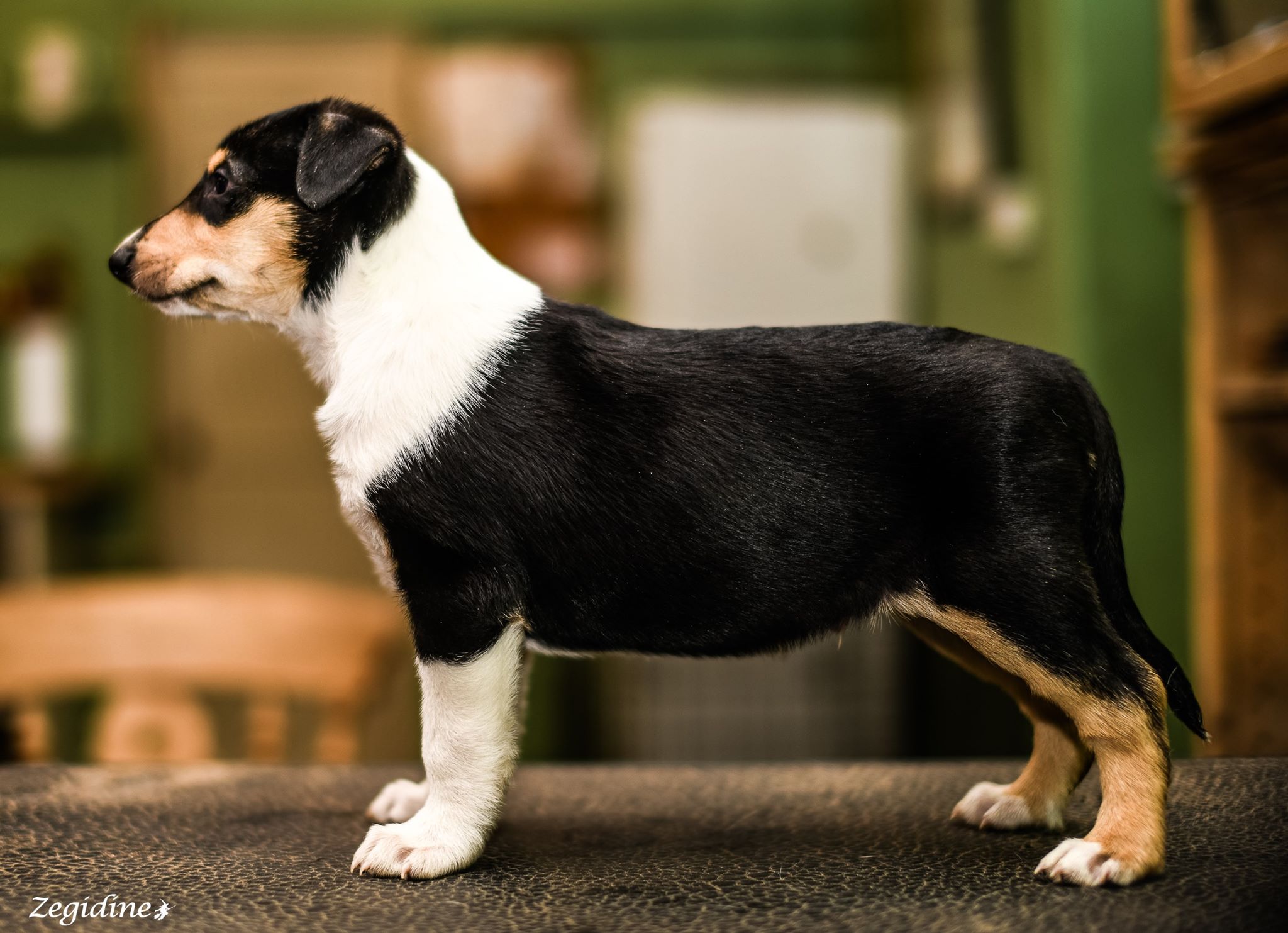 smooth collie pup