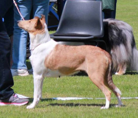 smooth collie showing