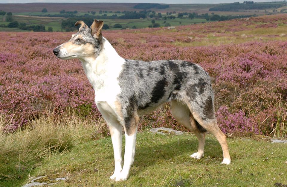 smooth collie lucy