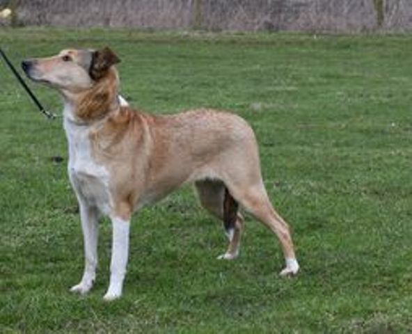 smooth collie polly