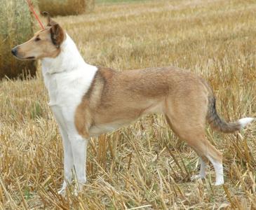 smooth collie sassy