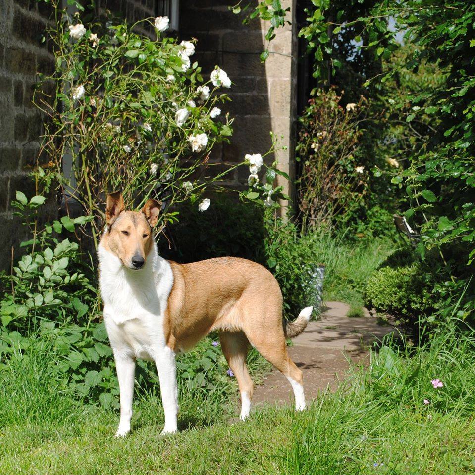 smooth collie sticky-fingers