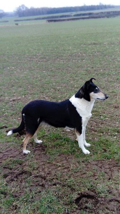 smooth collie Tatti